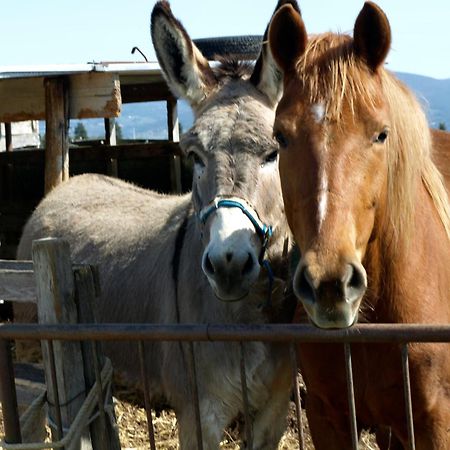 הוילה רוזיניאנו מריטימו Il Giogo Agriturismo מראה חיצוני תמונה