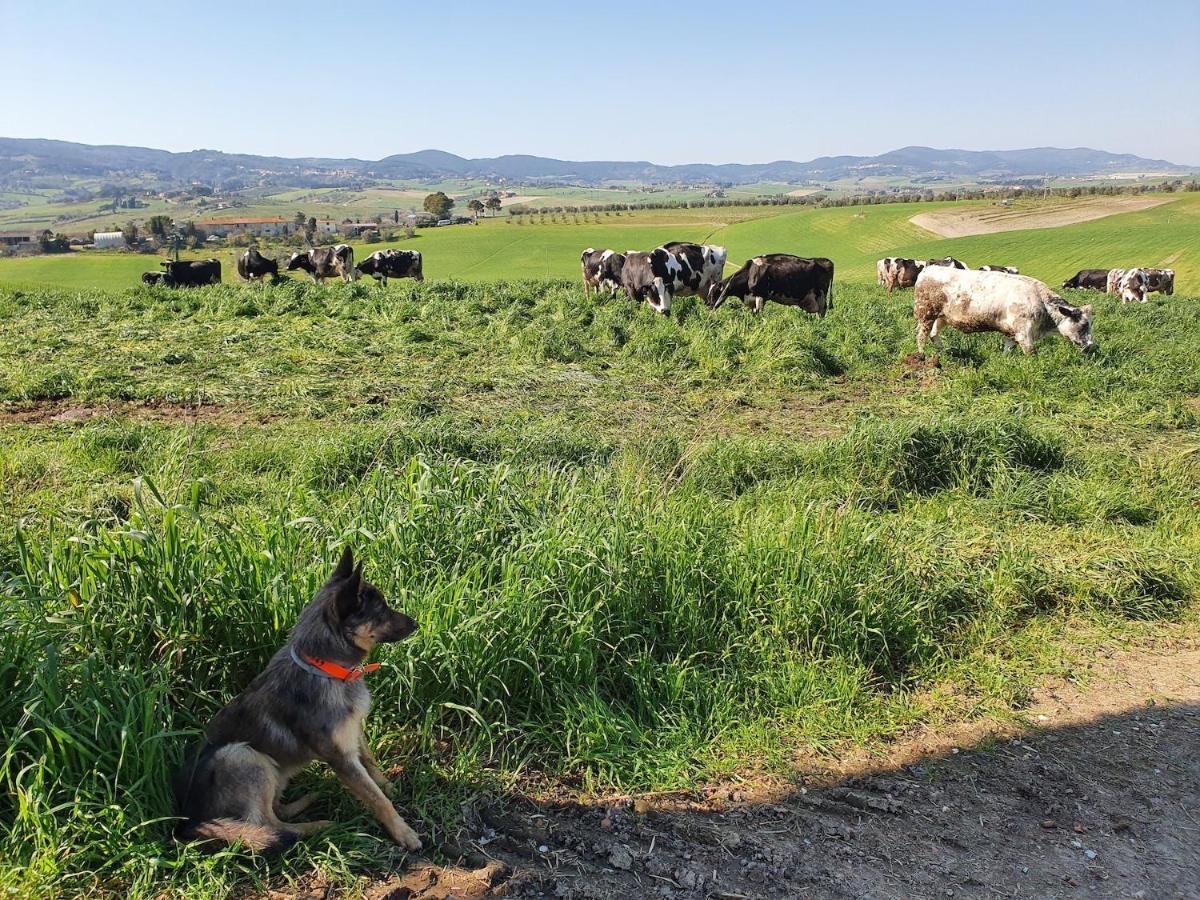 הוילה רוזיניאנו מריטימו Il Giogo Agriturismo מראה חיצוני תמונה