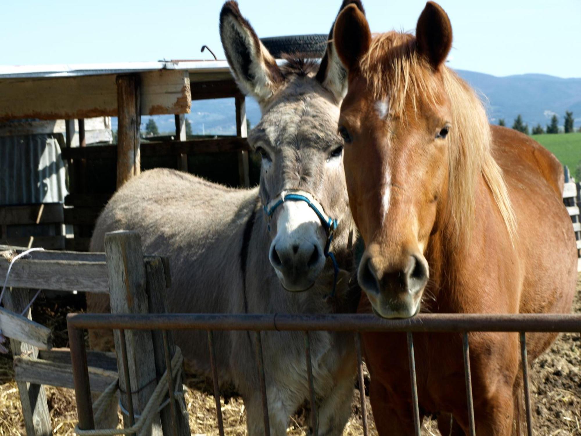 הוילה רוזיניאנו מריטימו Il Giogo Agriturismo מראה חיצוני תמונה