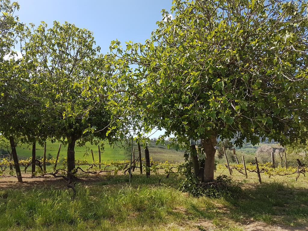 הוילה רוזיניאנו מריטימו Il Giogo Agriturismo מראה חיצוני תמונה